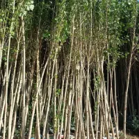 انواع نهال مثمر و غیر مثمر|خدمات باغبانی و درختکاری|تبریز, |دیوار