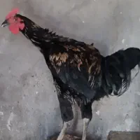 فروش یا معاوضه