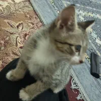 بچه گربه