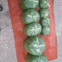 سبزی اشی مخصوص ..اش،وحلیمی تره خالی،در بسته های|خوردنی و آشامیدنی|کیانشهر, |دیوار