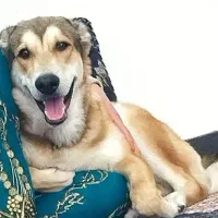 سگ آرام و ساکت مناسب خونه و باغ