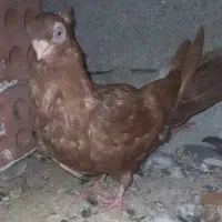 یک جفت جوجه کبوتر صرب تسو