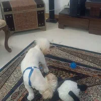 پت خانگی(سگ)|سگ|قم, پردیسان|دیوار