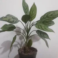 سینگونیوم/پتوس/برگ انجیری/آگلونما/قلمه|گل و گیاه طبیعی|تهران, شادآباد|دیوار