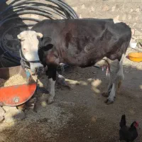 گاو گوساله شیری روزی 17تا 21شیر میده|حیوانات مزرعه|رومشکان, |دیوار