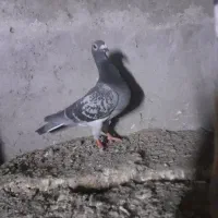 جوجه و ماده