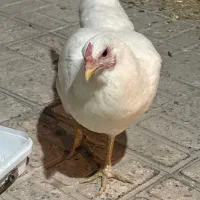 مرغ تخمگذار