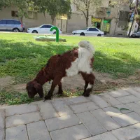بزغاله  پاکستانی شیر مست علف خور واکسن خورده|حیوانات مزرعه|مشهد, هفده شهریور|دیوار