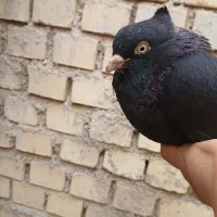 زاغ نر|پرنده|هندیجان, |دیوار