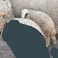 بره پرواری قصابی دان خورده