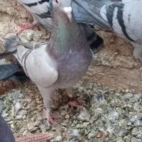 سوسنی پلاکی کفتر