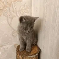 گربه اسکاتیش بلو نر