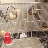 عروس هلندی خانگی