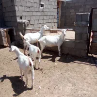 بزسانن