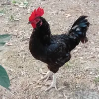 خروس دو رگه محلی