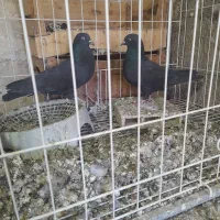 کبوتر کله سیاه|پرنده|ایذه, |دیوار