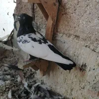 کبوتر یا کفتر بهبانی سینه ماده
