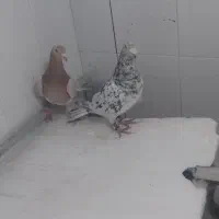 ۶ تا جوونه