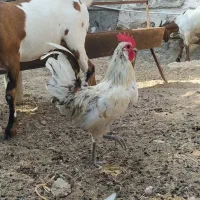 مرغ وخروس محلی بندرخمیر|حیوانات مزرعه|خمیر, |دیوار