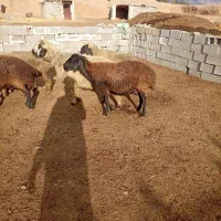 میش بره دار|حیوانات مزرعه|درودزن, |دیوار