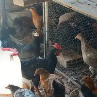 مرغ وخروس رسمی قلم سیاه نزدیک به تخم|حیوانات مزرعه|یزد, |دیوار