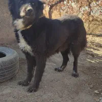 واگذاری سگ قدرجونی اصیل|سگ|کرمانشاه, |دیوار