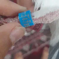 کبوتر پلاکی عراق|پرنده|کارون, |دیوار