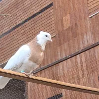 کبوتر طوقی ماده با جوجه