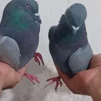 سبز بازی دار