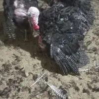 بوقلمون نر پرواری|حیوانات مزرعه|قیدار, |دیوار