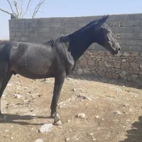 اسب گم شده|حیوانات|رومشکان, |دیوار