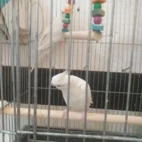 چهارعدد تخم هم دارند|پرنده|سرپل ذهاب, |دیوار