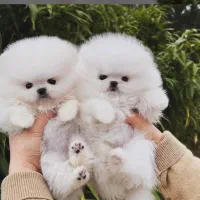 توله سگای پامرانین عروسکی|سگ|شیراز, ارم|دیوار