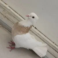 کبوتر طوقی