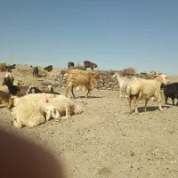 بز‌زاییده