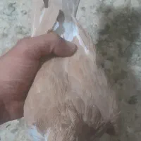 کفتر خال دم|پرنده|کاشمر, |دیوار