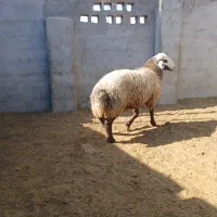 فروش نقدی