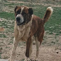 مخصوص نسل کشی