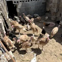 بقلمون نژاد بوربون پنج ماه