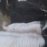 حیوانات مزرعه