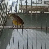 یاسمین قناری|پرنده|صباشهر, |دیوار