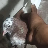 گمشده قرمز شازده قرمز چیل