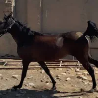 اسب|اسب و تجهیزات اسب‌سواری|دزفول, |دیوار