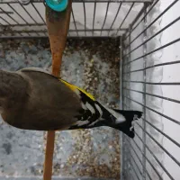 سهره نر دو رگ|پرنده|تهران, مطهری|دیوار