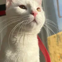 واگذاری گربه ترکیش