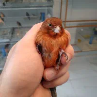 قناری سوخته سرخ نر