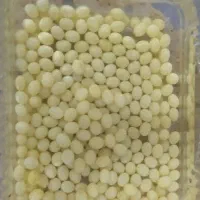 حلزون|خزنده|ارومیه, |دیوار