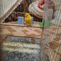 قناری نر مست خون|پرنده|مشهد, رده|دیوار