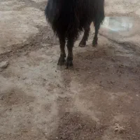 بز و بزغاله