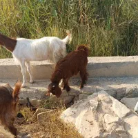 فروش ۴تا بز